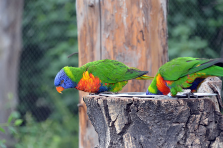 colorful parrot looks down