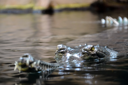 crocodile in waterの写真素材