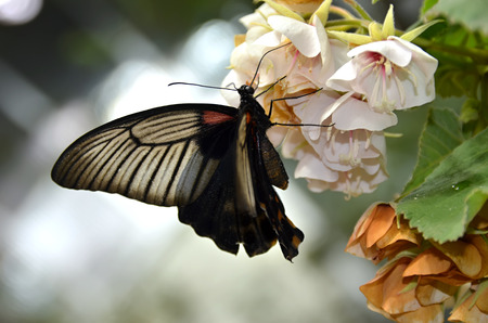 colorful tropical butterflyの写真素材