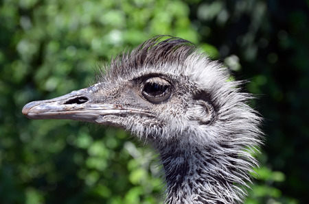 head of ostrich photo