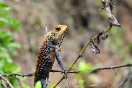 little color chameleon sitting and watching nature