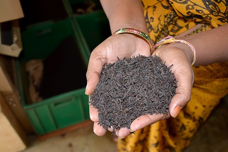 black tea leaves in hand of indian woman