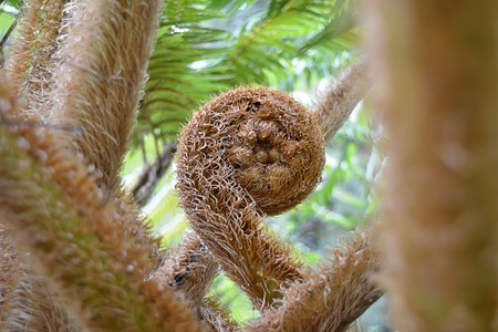 giant green fern plant in nature photoの写真素材
