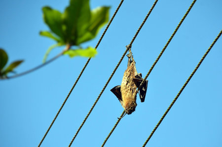 dead dried big bat on the power lineの写真素材