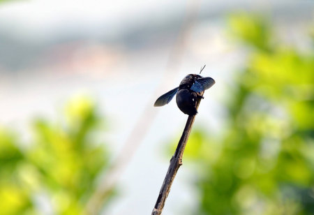 big black bee color flying insects sitting on a twig photoの写真素材