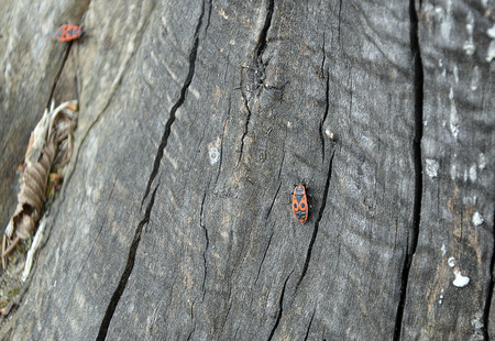 old brown tree bark with little red bug