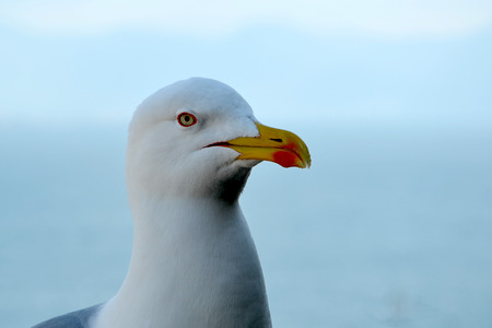 seagull bird sitting with sea head detail photoの写真素材