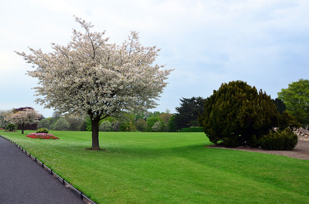 blossoming tree and grass in the city parkの写真素材