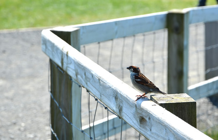little bird sitting wood and wire fenceの写真素材