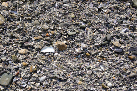 detail of old wall created from a lot of seashell