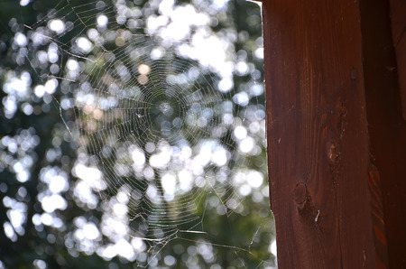 spider web in forest sunny day photography