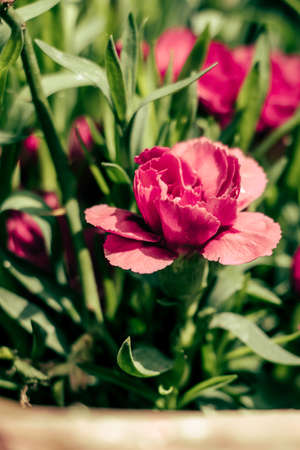 red carnation on green backgroundの写真素材