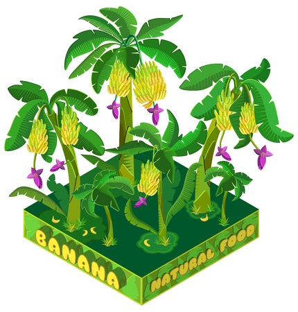 Banana plantations. Isolated on white background. 3D isometric view. Vector illustration.のイラスト素材