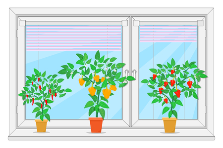 Peppers growing in a pot on a window. Vector illustration.のイラスト素材