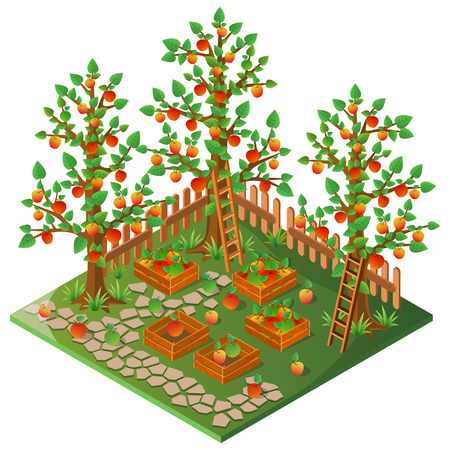 Orchard. Autumn harvest of apples. 3D isometric view. Vector illustration.のイラスト素材
