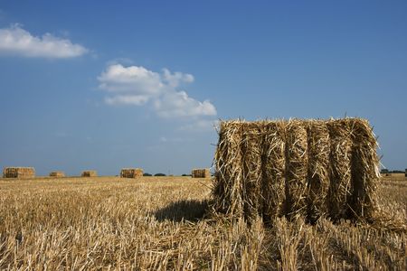 Wheat field after harvest on a beautifull day.