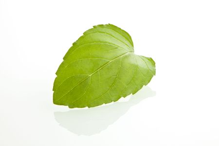 Fresh green mint leaf isolated on white backgroundの写真素材