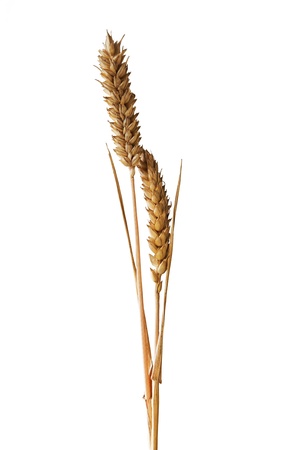 Golden wheat isolated on white background.の写真素材
