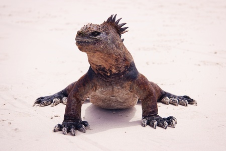 Marine iguana looking into camera on beach. Unique prehistoric reptile.の写真素材