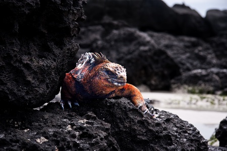 Colorful prehistoric dragon on black volcanic stones on Galapagos islands.の写真素材