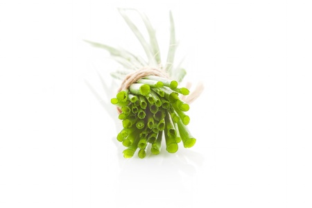 Chive bunch cross section isolated on white background. Aromatic culinary herbs.の写真素材