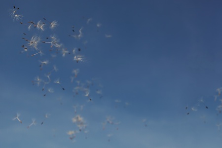Blue summer sky with dandelion seeds floating in the air. Late summer season.の写真素材