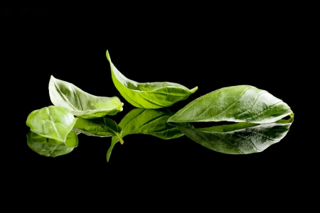 Fresh organic basil leaves isolated on black background  Culinary aromatic herbs の写真素材