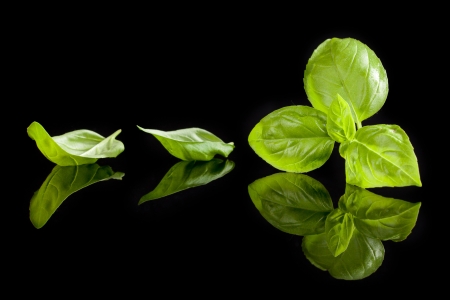 Fresh green basil leaves isolated on black background  Culinary aromatic cooking の写真素材