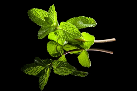 Mint leaves isolated on black backgroundの写真素材