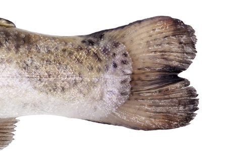 Fish tail isolated on white background. Seafood background with copy space. Healthy fish eating.の写真素材