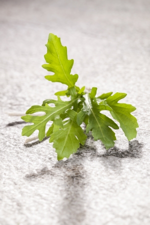 Rocket herbs bundle tight with string on stone background. Culinary aromatic pot herbs.の写真素材