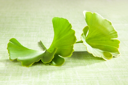 Ginkgo leaf isolated on green background. Natural food supplement. Healthy lifestyle. の写真素材