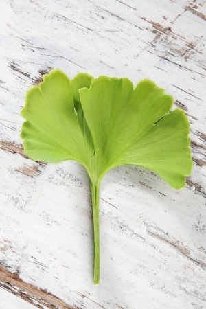 Ginkgo leaf on white wooden background. Traditional chinese alternative medicine. の写真素材
