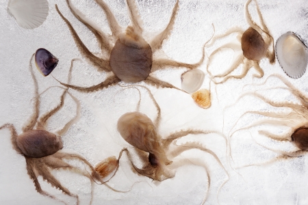 Octopus and seashells frozen in ice. Culinary luxurious seafood background.