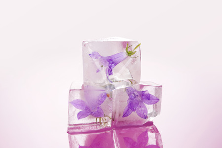 Feminine beauty. Flower blossom frozen in ice cubes isolated on pink background. Romance and love concept.の写真素材