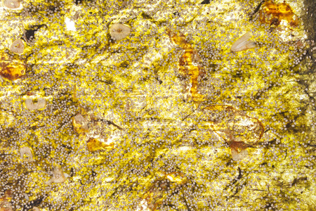 Seaweed. Bright yellow abstract seaweed background. Healthy asian algae eating.の写真素材