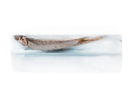 Fresh anchovy fish frozen in ice block isolated on white background. Fresh seafood background. Fresh fish.の写真素材