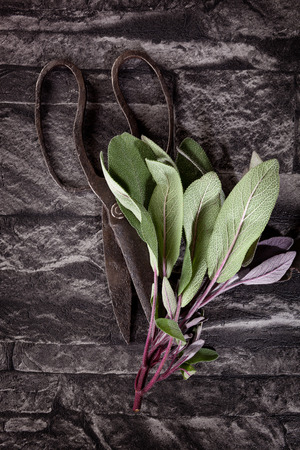 Culinary sage with old scissors on black background, top view. Culinary herbs.の写真素材
