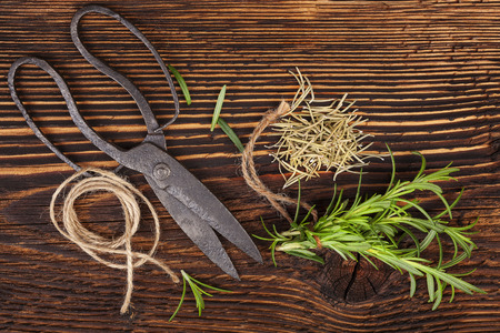 Fresh and dry rosemary herb with vintage scissors on rustic wooden background. の写真素材