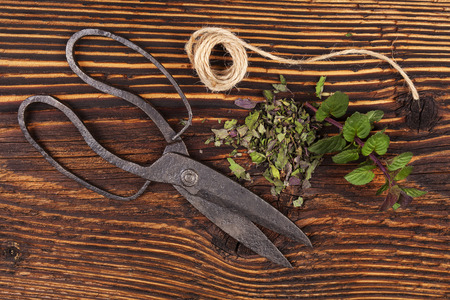 Fresh and dry mint herb with vintage scissors on rustic wooden backgroundの写真素材
