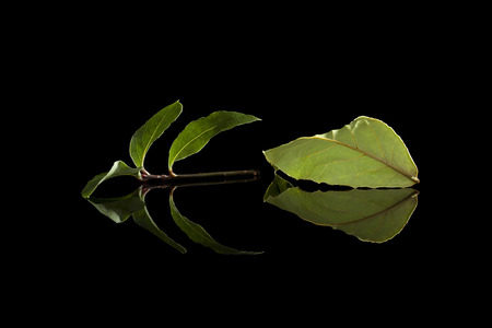 Fresh and dry bay leaves isolated on black background. Culinary herb, cooking ingredient and medical herb.の写真素材