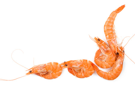 Shrimp background with copyspace. Fresh shrimp on white background top view.の写真素材