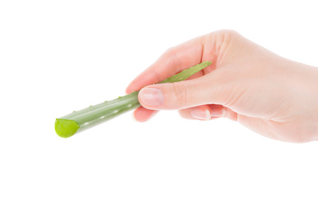 Female hand holding aloe vera cactus isolated on white background. Natural alternative medicine.の写真素材