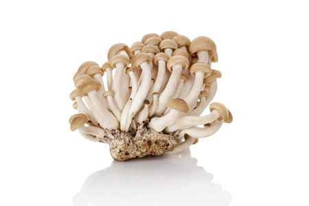 Culinary shimeji mushroom isolated on white background. Healthy mushroom eating.