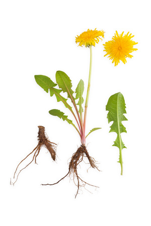 Dandelion background, herbal remedy. Dandelion flower, leaves and root isolated on white background.の写真素材