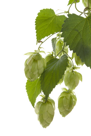 Hop isolated on white background.の写真素材
