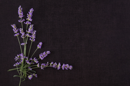 Lavender on black background top view with copyspace. Culinary aromatic herbs.の写真素材
