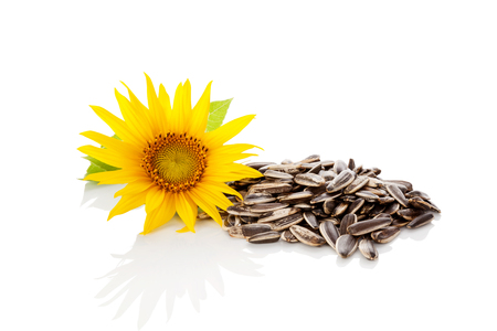 Sunflower blossom and sunflower seeds isolated on white background. の写真素材