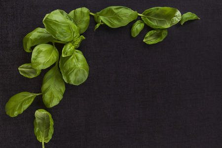Fresh green basil leafs on black background, top view. Culinary herbs with copyspace.の写真素材
