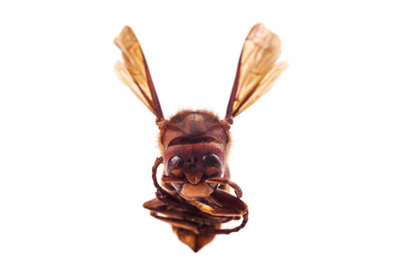 Hornet front view isolated on white background. の写真素材